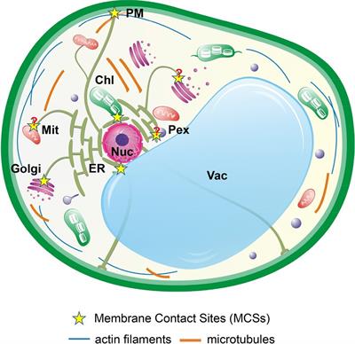 Communications Between the Endoplasmic Reticulum and Other Organelles During Abiotic Stress Response in Plants